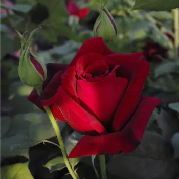 Rosa Papa Meilland® - červený - stromčekové ruže - Stromkové ruže s kvetmi čajohybridov