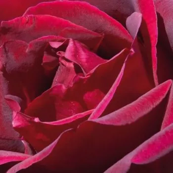 Rózsa kertészet - vörös - intenzív illatú rózsa - damaszkuszi aromájú - Papa Meilland® - teahibrid rózsa - (90-120 cm)