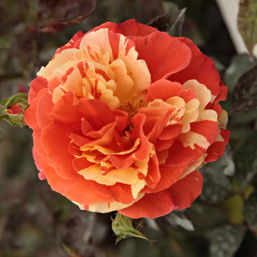 Róże rabatowe grandiflora - floribunda - Róża - Papagena™ - Szkółka Róż Rozaria