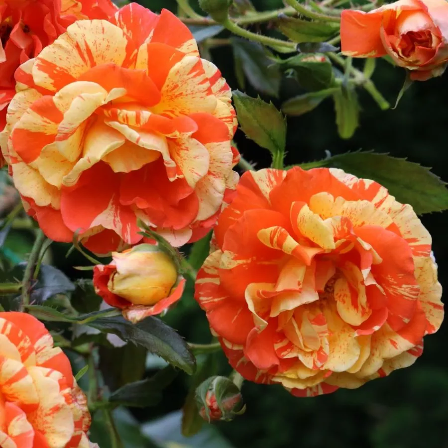 Jaune orange - Rosier - Papagena™ - Rosier achat en ligne