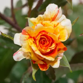 Rosa Papagena™ - giallo - arancio - Rose per aiuole (Polyanthe – Floribunde) - Rosa ad alberello0