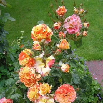 Žlutá - oranžová - stromkové růže - Stromkové růže, květy kvetou ve skupinkách