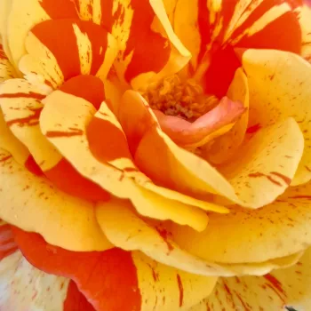 Ruže - eshop  - žltý - stromčekové ruže - Stromkové ruže, kvety kvitnú v skupinkách - Papagena™ - mierna vôňa ruží - pižmo