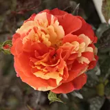 Gelb - orange - Rosa Papagena™ - floribundarosen - rosen online shop - diskret duftend