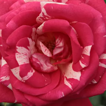Online rózsa vásárlás - rózsaszín - fehér - virágágyi floribunda rózsa - Papageno™ - diszkrét illatú rózsa - alma aromájú - (90-120 cm)