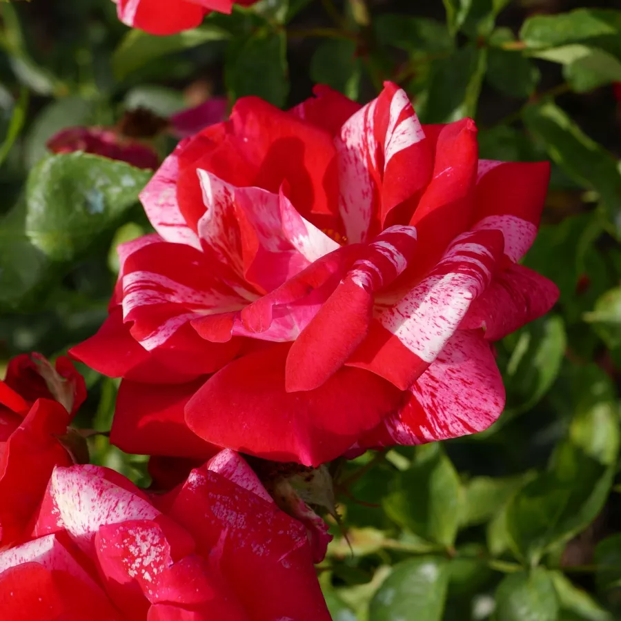 Różowy - biały - Róża - Papageno™ - Szkółka Róż Rozaria