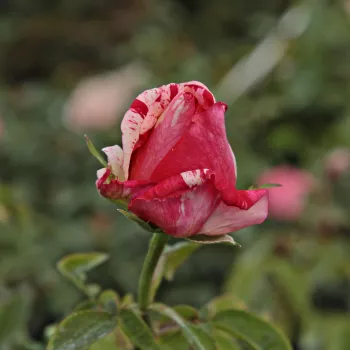 Rosa Papageno™ - różowy - biały - róże rabatowe grandiflora - floribunda