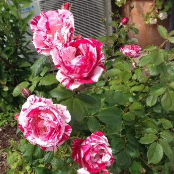 Rosa con rayas blanco - rosales floribundas - rosa de fragancia discreta - manzana