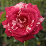 Rózsaszín - fehér - diszkrét illatú rózsa - alma aromájú - Online rózsa vásárlás - Rosa Papageno™ - virágágyi floribunda rózsa