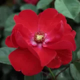 Vörös - virágágyi floribunda rózsa - Online rózsa vásárlás - Rosa Paprika™ - diszkrét illatú rózsa - alma aromájú