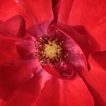 Rózsa kertészet - vörös - virágágyi floribunda rózsa - Paprika™ - diszkrét illatú rózsa - alma aromájú - (50-60 cm)