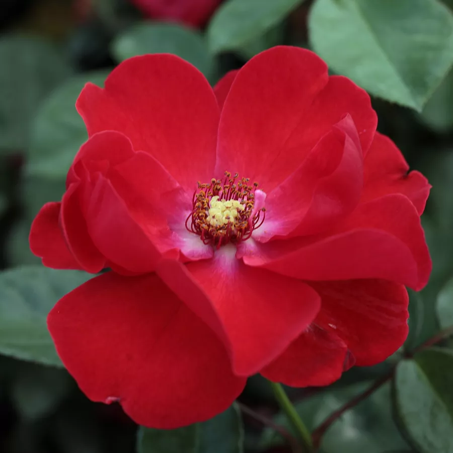 Róże rabatowe grandiflora - floribunda - Róża - Paprika™ - Szkółka Róż Rozaria