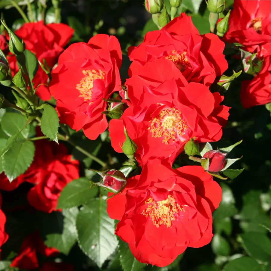 Rosso - Rosa - Paprika™ - Produzione e vendita on line di rose da giardino