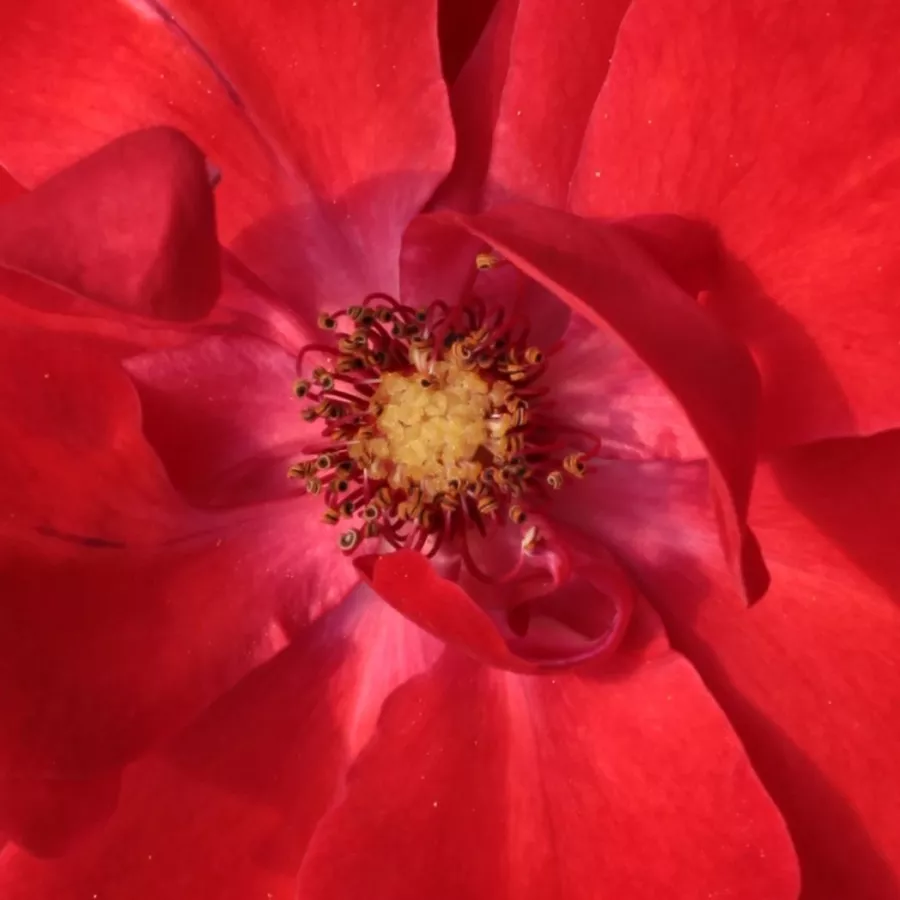 Floribunda - Rosa - Paprika™ - Produzione e vendita on line di rose da giardino