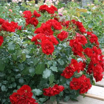 Rojo ladrillo - Árbol de Rosas Miniatura - rosal de pie alto- forma de corona tupida