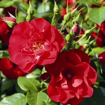 Rosa Paprika™ - červený - stromčekové ruže - Stromková ruža s drobnými kvetmi