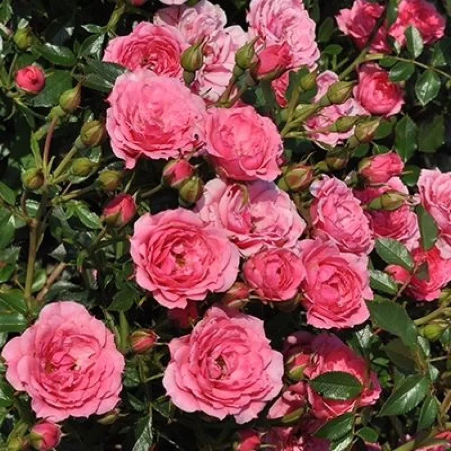 Mini - pritlikave vrtnice - Roza - Asteria™ - Na spletni nakup vrtnice