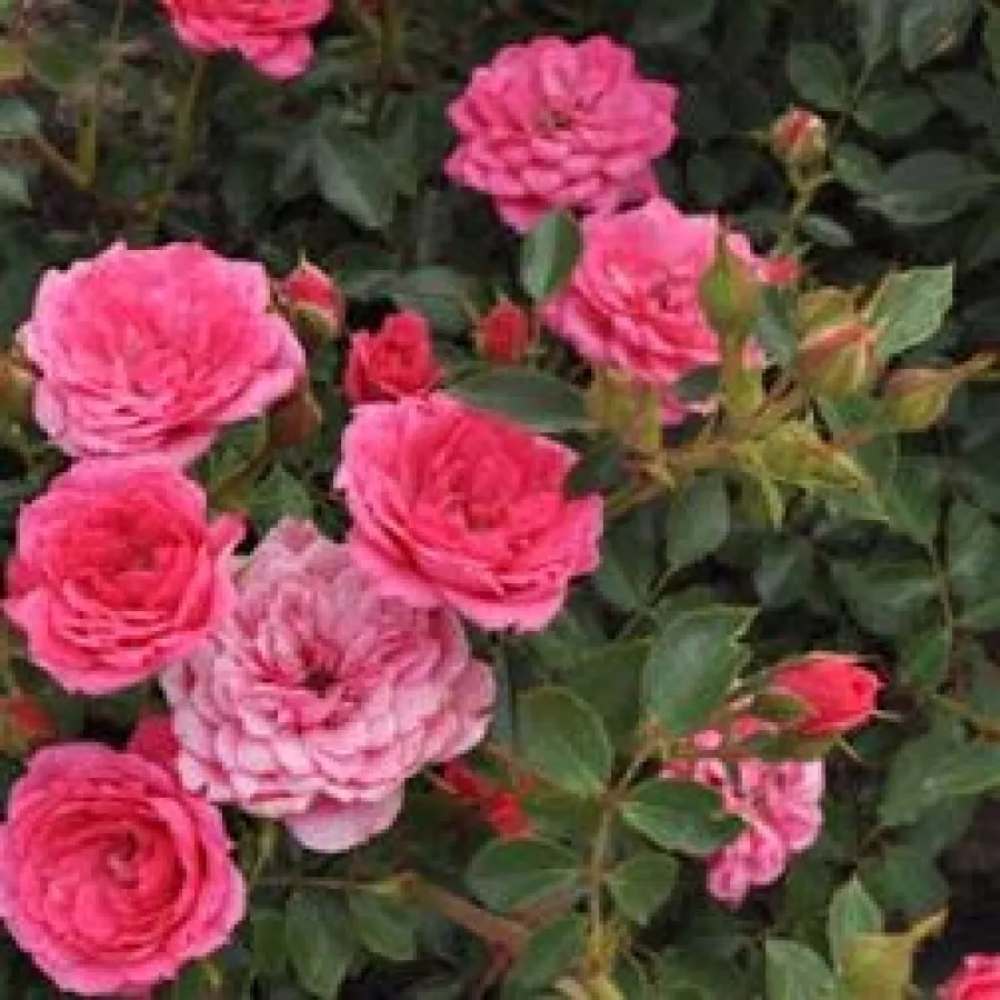 Różowy - Róża - Asteria™ - Szkółka Róż Rozaria