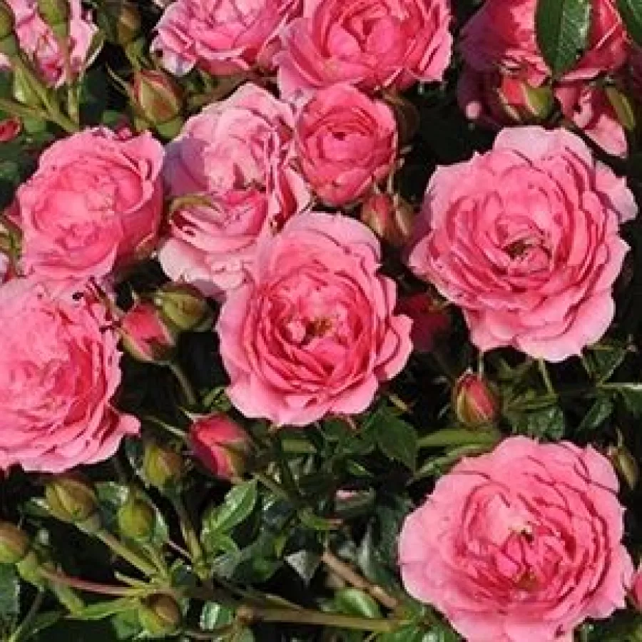 Miniature - Róża - Asteria™ - Szkółka Róż Rozaria