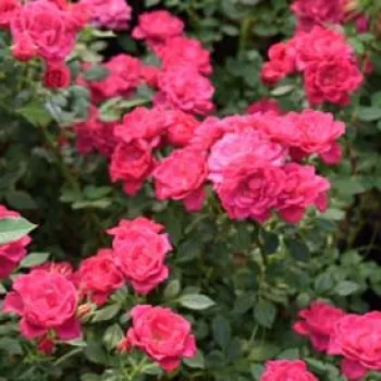 Rosa Asteria™ - rózsaszín - apróvirágú - magastörzsű rózsafa