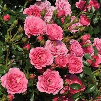 Rózsaszín - apróvirágú - magastörzsű rózsafa - diszkrét illatú rózsa - centifólia aromájú