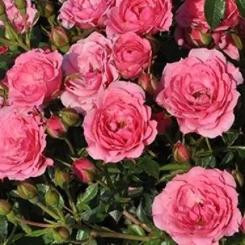 Narudžba ruža - ružičasta - patuljasta - mini ruža - ruža diskretnog mirisa - aroma centifolia - Asteria™ - (30-40 cm)