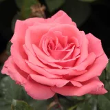 Rózsaszín - teahibrid rózsa - Online rózsa vásárlás - Rosa Pariser Charme - intenzív illatú rózsa - eper aromájú