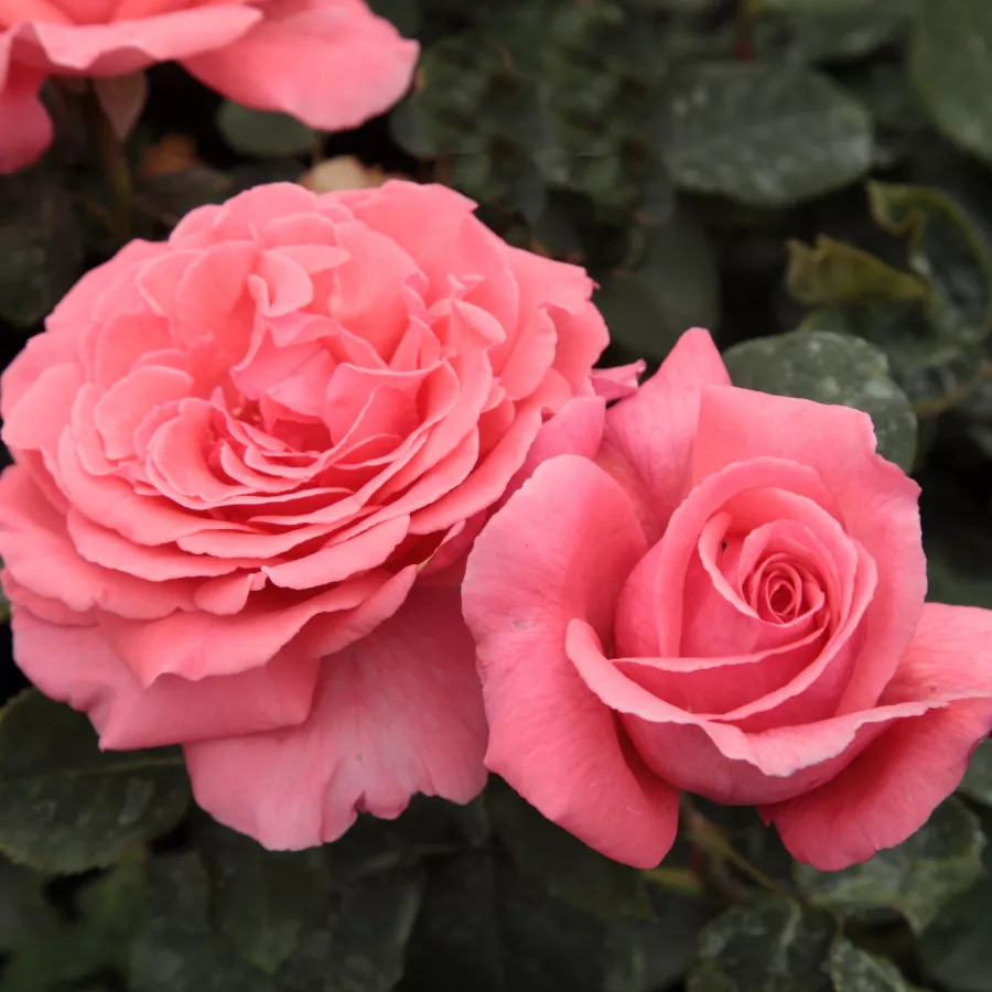 Rosa - Rosa - Pariser Charme - Produzione e vendita on line di rose da giardino