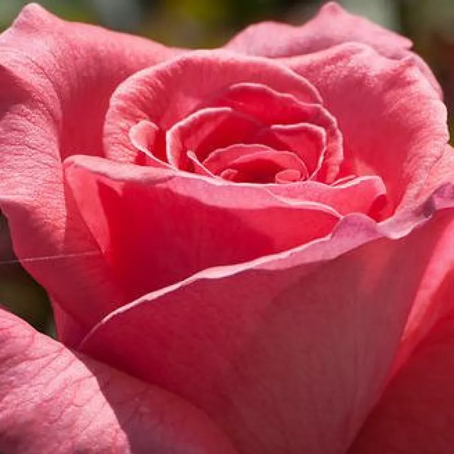 Hybrid Tea, Floribunda - Rosa - Pariser Charme - Produzione e vendita on line di rose da giardino