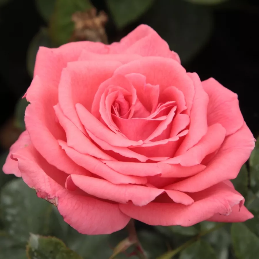 Różowy - Róża - Pariser Charme - 