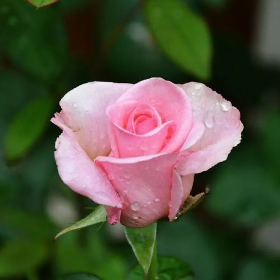 árbol de rosas híbrido de té – rosal de pie alto - Rosa - Pariser Charme - rosal de pie alto