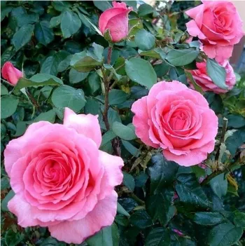 Rózsaszín - teahibrid virágú - magastörzsű rózsafa - intenzív illatú rózsa - eper aromájú