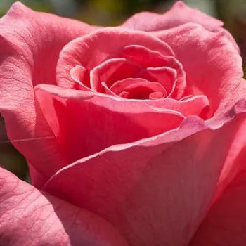 Ružová - školka - eshop  - stromčekové ruže - Stromkové ruže s kvetmi čajohybridov - ružová - Pariser Charme - intenzívna vôňa ruží - jahodový
