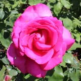 Rose Ibridi di Tea - rosa - rosa intensamente profumata - Rosa Parole ® - Produzione e vendita on line di rose da giardino