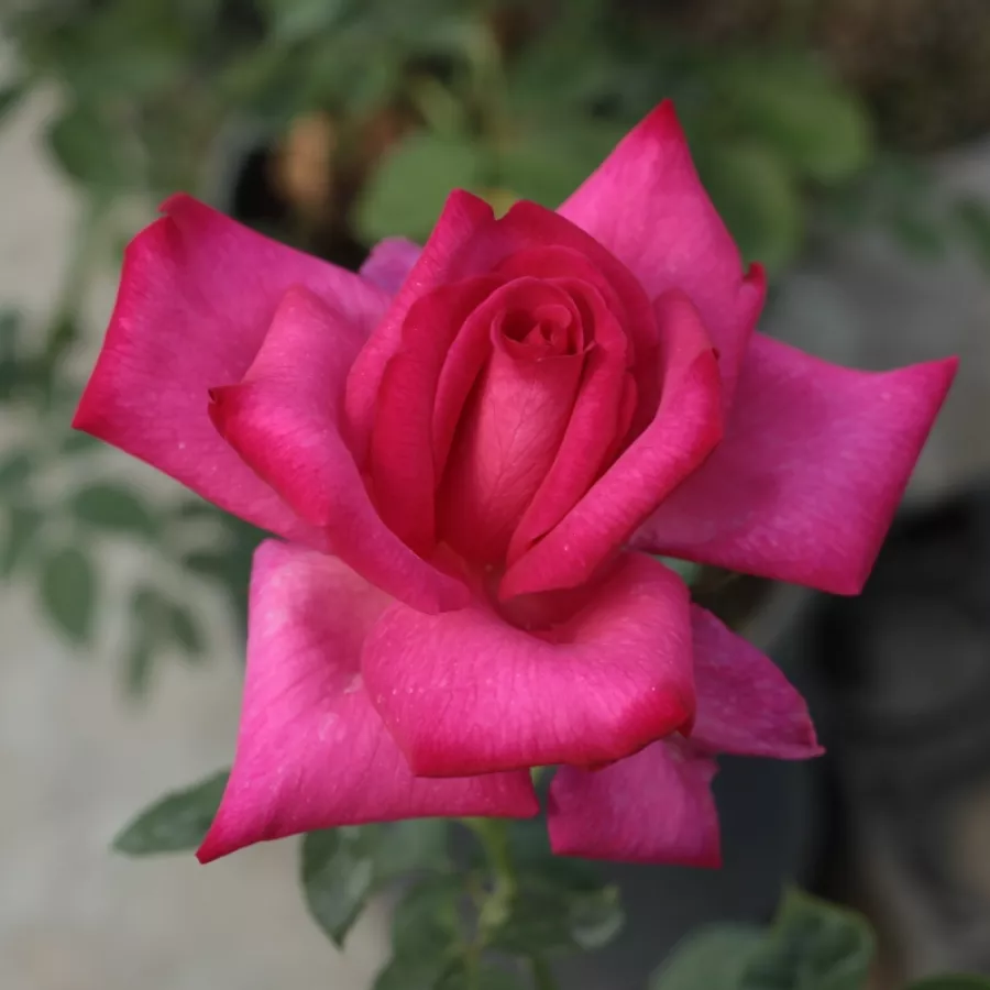 Różowy - Róża - Parole ® - Szkółka Róż Rozaria