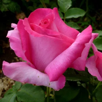 Rosa Parole ® - růžová - Čajohybridy