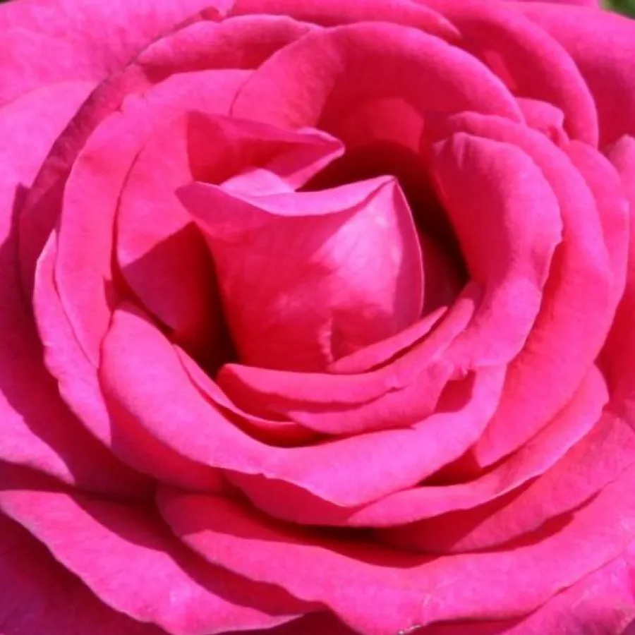 Hybrid Tea - Rosa - Parole ® - Produzione e vendita on line di rose da giardino