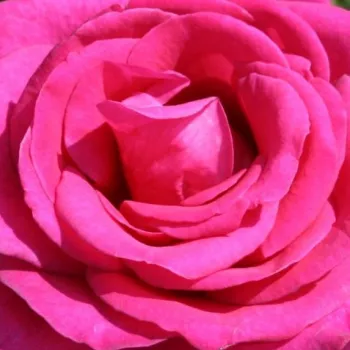Online rózsa rendelés  - teahibrid rózsa - rózsaszín - intenzív illatú rózsa - ibolya aromájú - Parole ® - (80-100 cm)