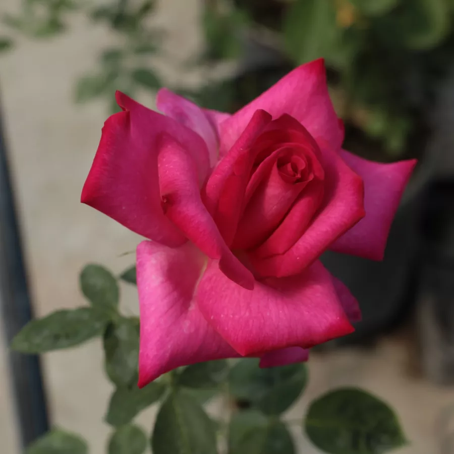 Stromčekové ruže - Stromkové ruže s kvetmi čajohybridov - Ruža - Parole ® - 