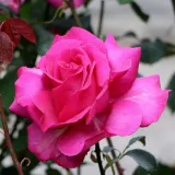 Stromčekové ruže - ružová - Rosa Parole ® - intenzívna vôňa ruží - fialová aróma