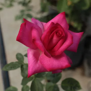 Rosa Parole ® - roz - trandafiri pomisor - Trandafir copac cu trunchi înalt – cu flori teahibrid