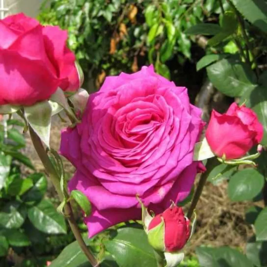Trandafiri hibrizi Tea - Trandafiri - Parole ® - comanda trandafiri online