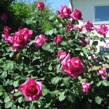 Tamno ružičasta - hibridna čajevka - ruža intenzivnog mirisa - aroma ljubičice