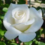 Fehér - teahibrid rózsa - Online rózsa vásárlás - Rosa Pascali® - diszkrét illatú rózsa - vanilia aromájú