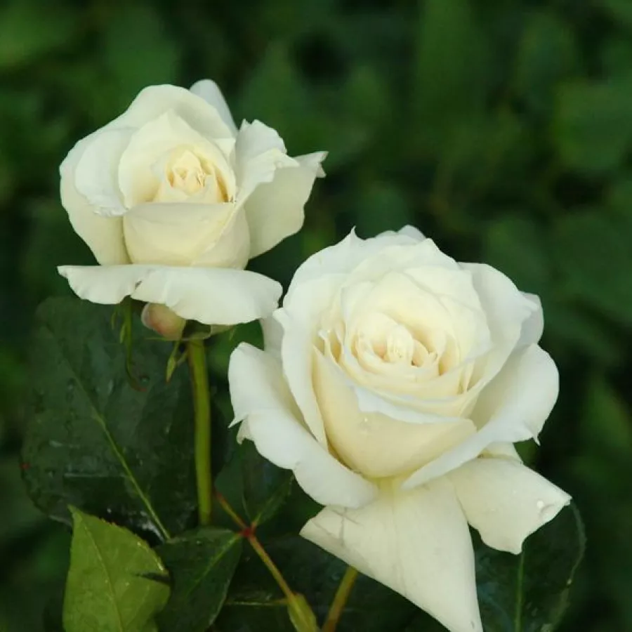 Biely - Ruža - Pascali® - Ruže - online - koupit