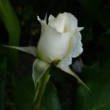 Rosa Pascali® - alb - Trandafiri hibrizi Tea