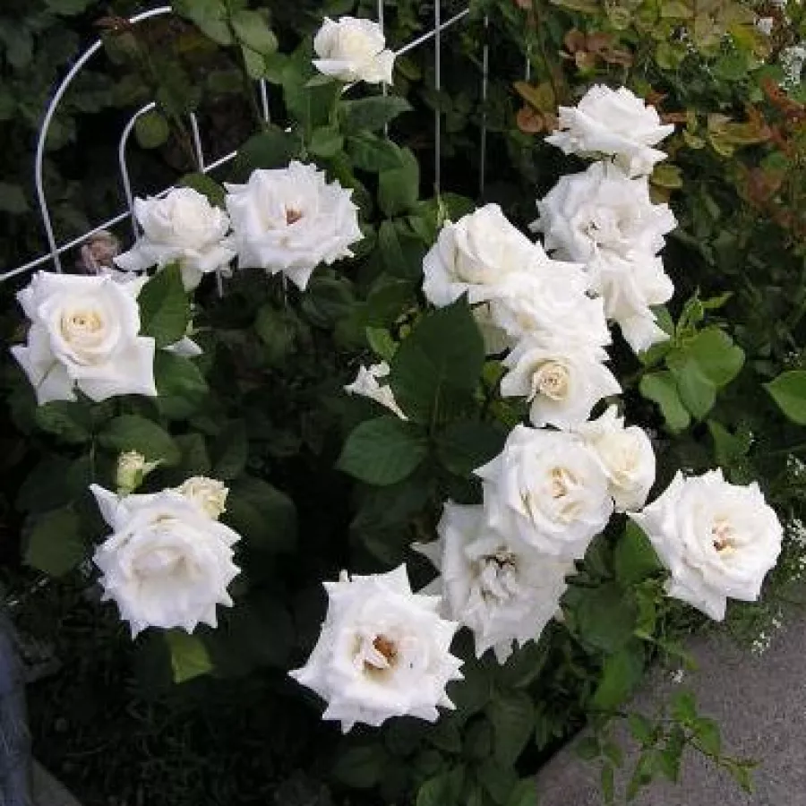 LENip - Rosa - Pascali® - Produzione e vendita on line di rose da giardino