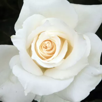 Online rózsa rendelés  - teahibrid rózsa - fehér - diszkrét illatú rózsa - vanilia aromájú - Pascali® - (150-180 cm)