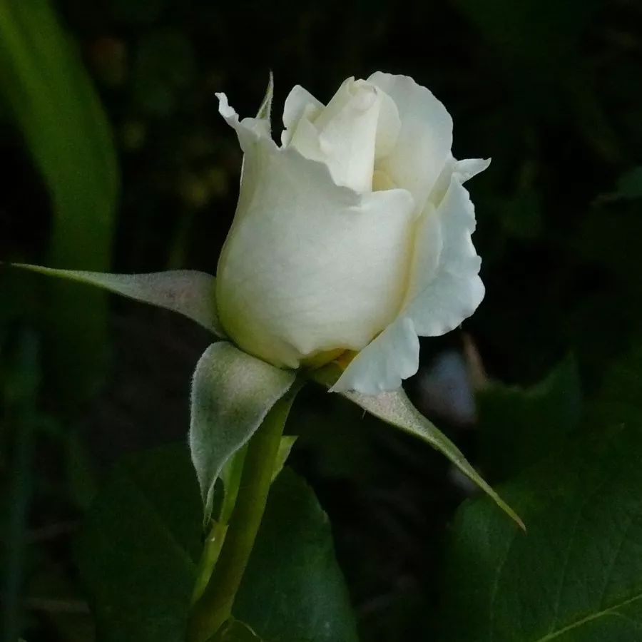 Trandafiri pomisor - Trandafir copac cu trunchi înalt – cu flori teahibrid - Trandafiri - Pascali® - 