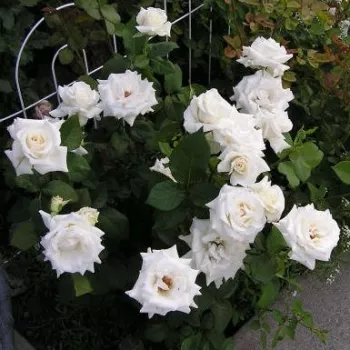Krémovobiela - Stromkové ruže s kvetmi čajohybridovstromková ruža s rovnými stonkami v korune